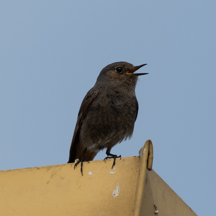 Black redstart - male 2cy